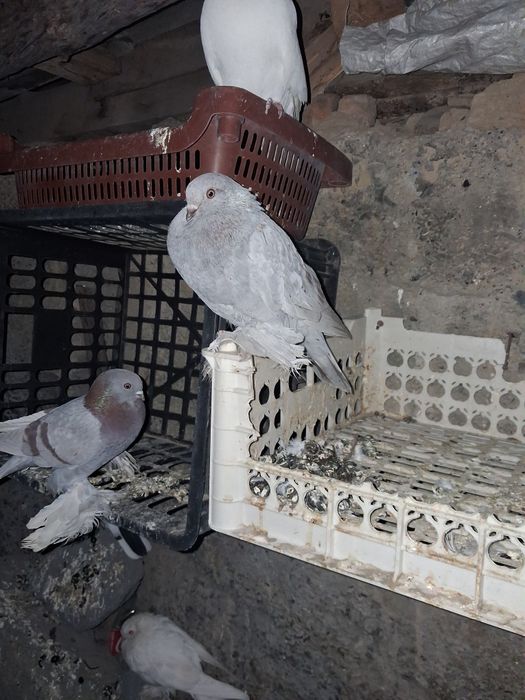 Голуби тасманы 5000тыс