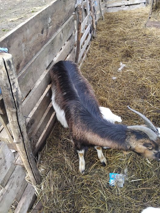 Capra cu ied de vânzare