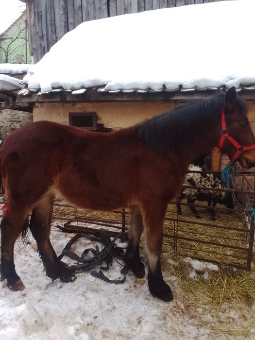 Vând mânză de 6 luni foarte blândă