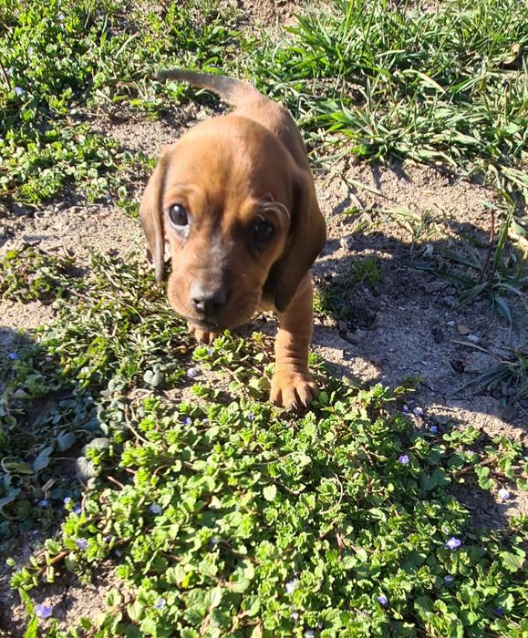 Cățel teckel, daschund