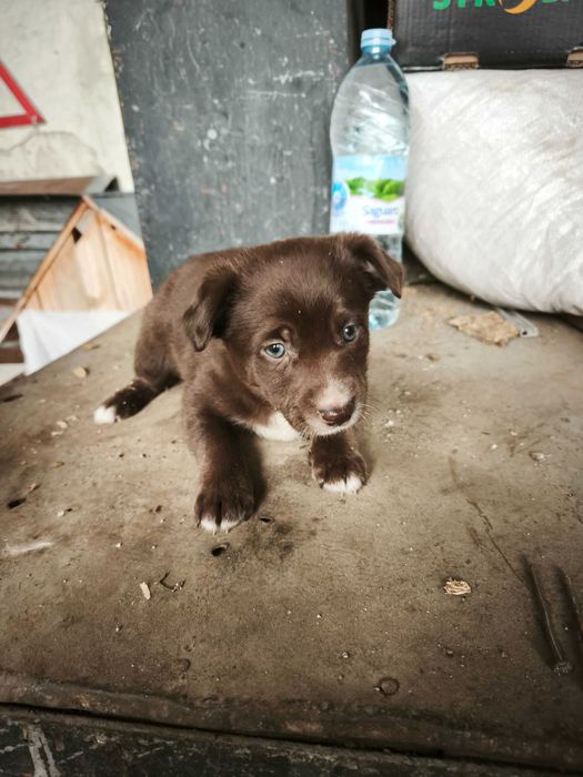 Подаряват се кученца