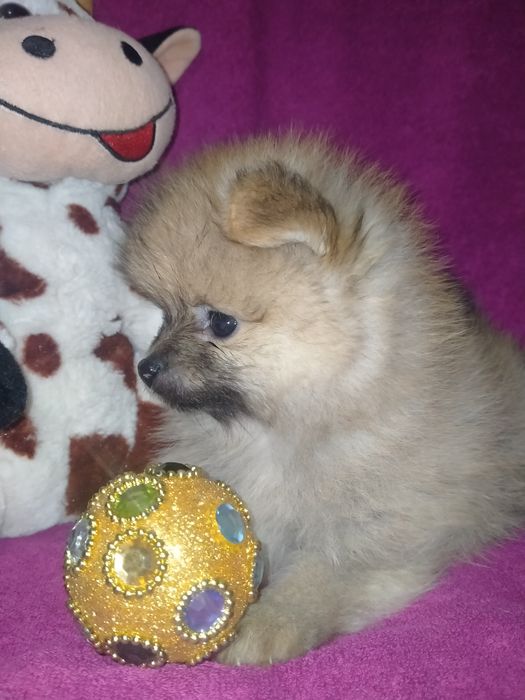 Померанский шпиц