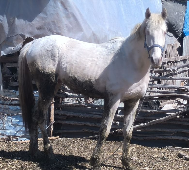 Жеребец, молодой