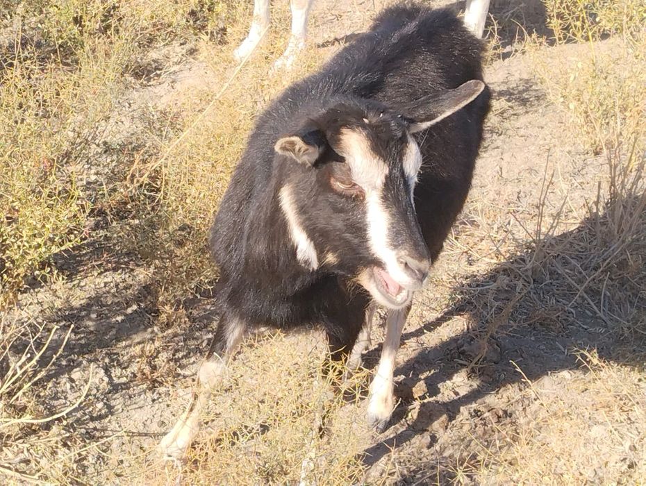 Козы, пародистые