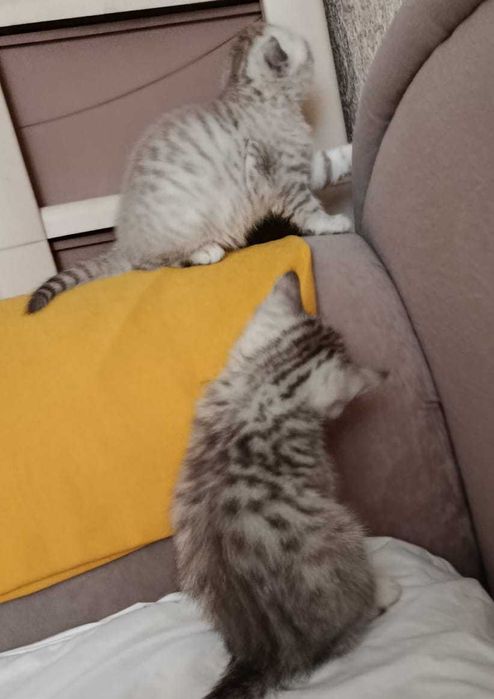 котята британцы короткошерстные