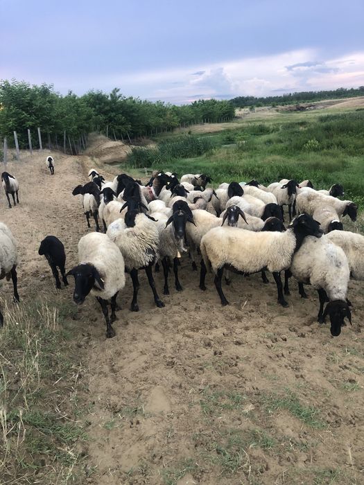 De vanzare oi carabase sarbesti