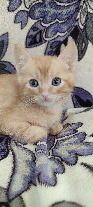 Отдам котенка мальчика