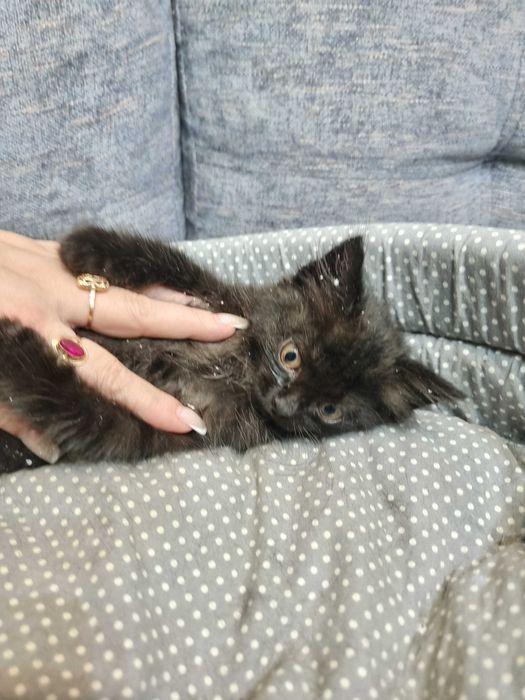 Отдам котят! Срочно!