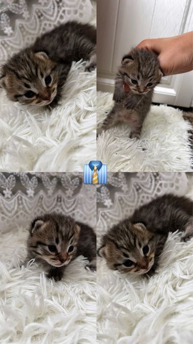 Продаются котята