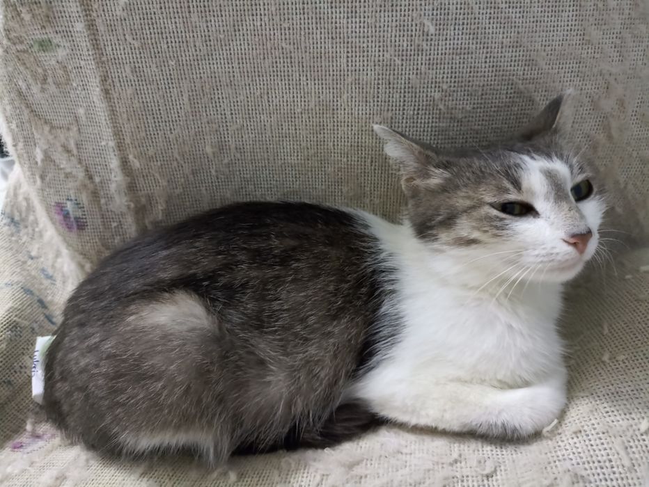 Котенок черный 7 недель