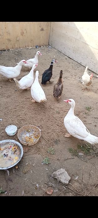 Индаутка сатылады