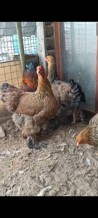 Брама куропатчатая