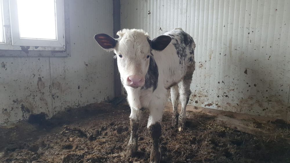 Vaca cu vițel belgian