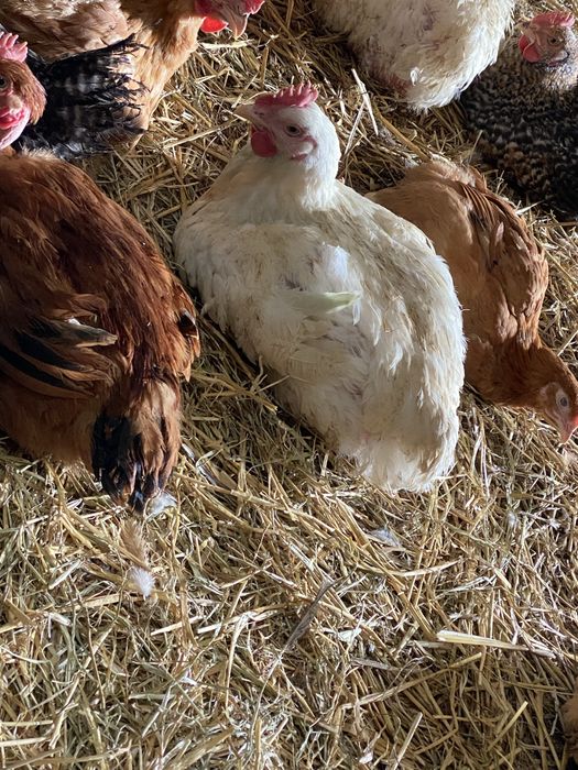 Pui de carne si pui  Kabir