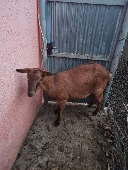 Vând 2 capre Alpin Francez