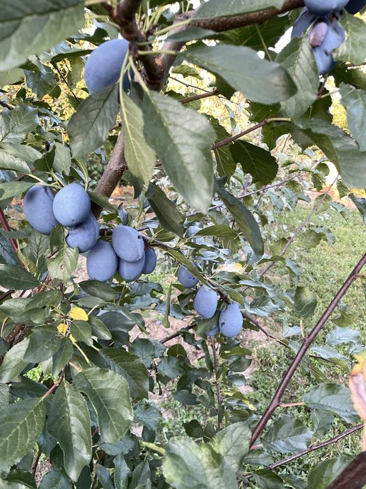 Prune pentru tuica