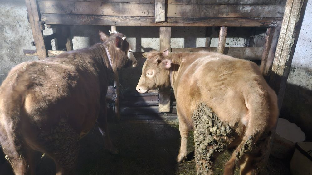 Семіз тайыншалар