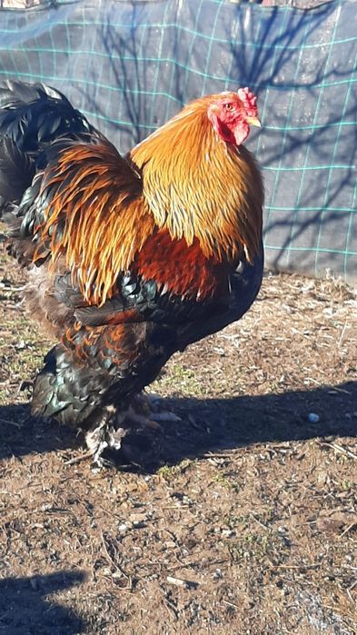 Oua brahma potirnichiu albastru,potirnichiu negru și columbia