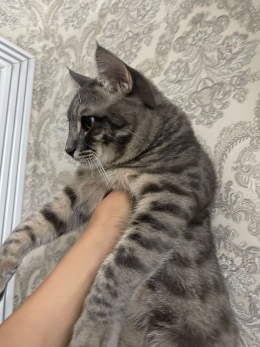 Отдам даром котенка мальчик