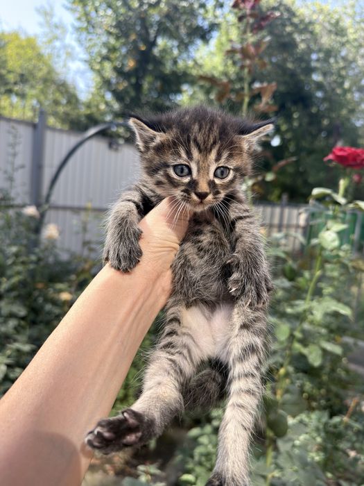 Котята в добрые руки