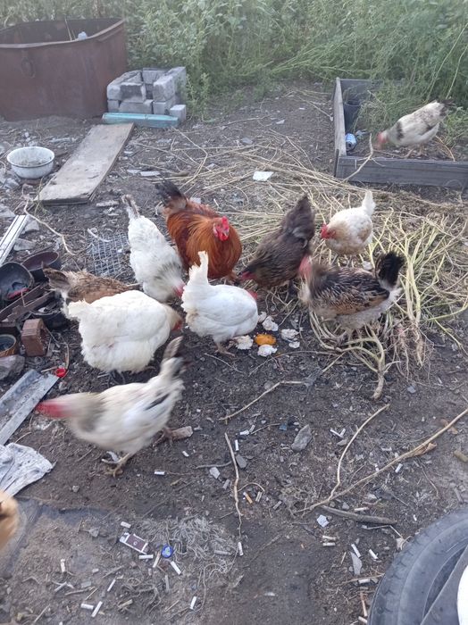 Куры домашние продам.