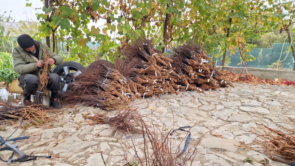 Butasi vita de vie altoiti