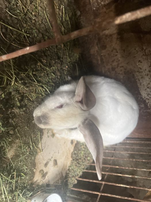 Кролихи    домашние.    годовалые