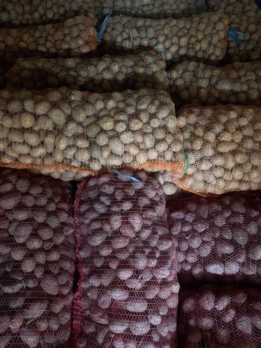 Vând cartofi de sămânță și de consum!