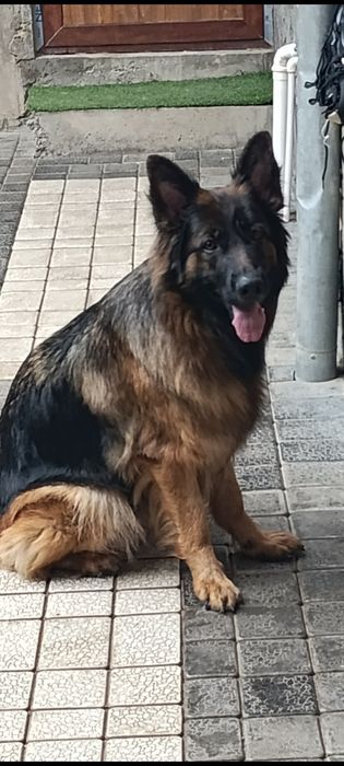 НЕМЦКАЯ АВЧАРКА длиношерстная