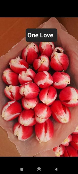 Продажа тюльпанов оптом и в розницу