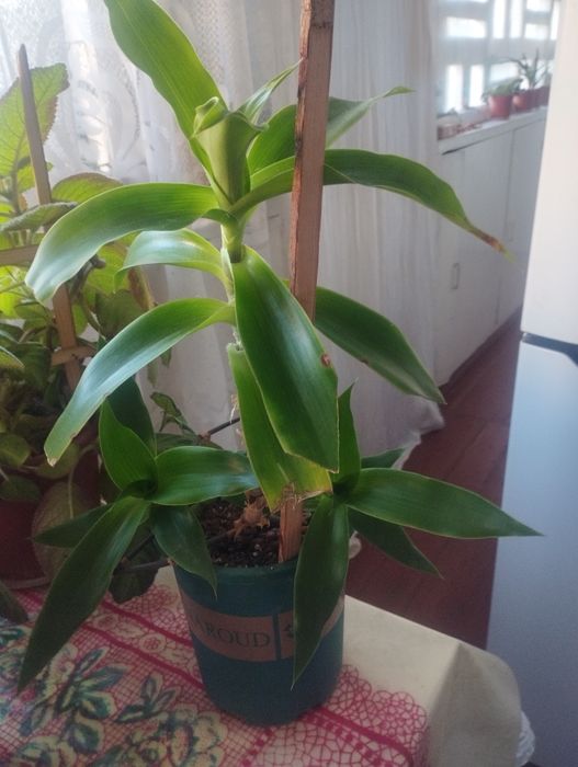 Продается комнатный цветок золотой ус