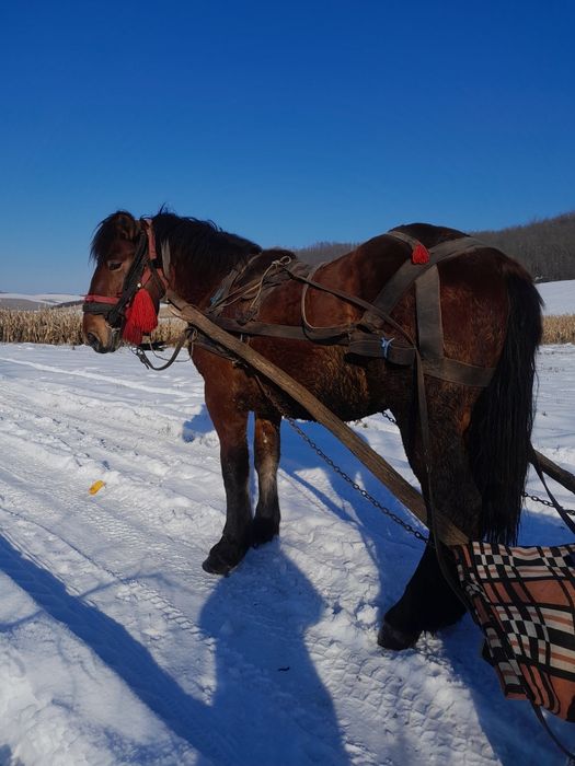 Vand manz de doi ani