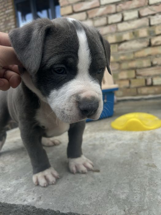 Продам щенка кубинского питбуля