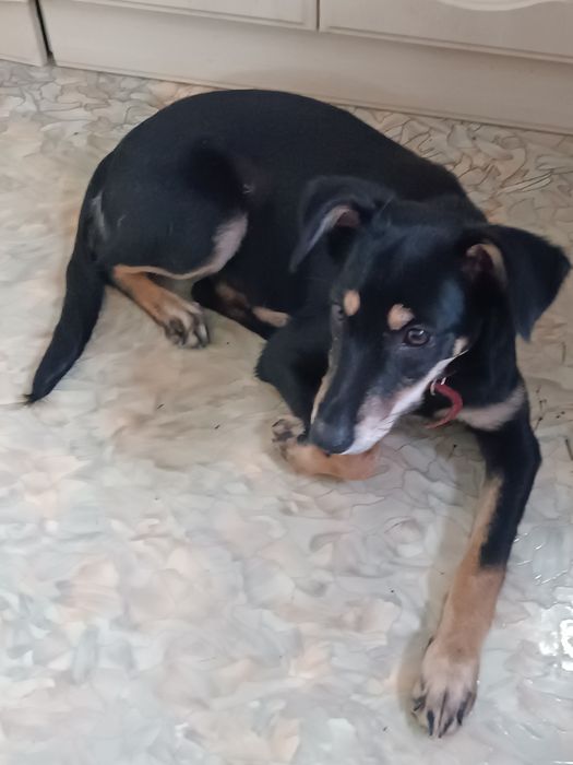 Отдам в добрые руки