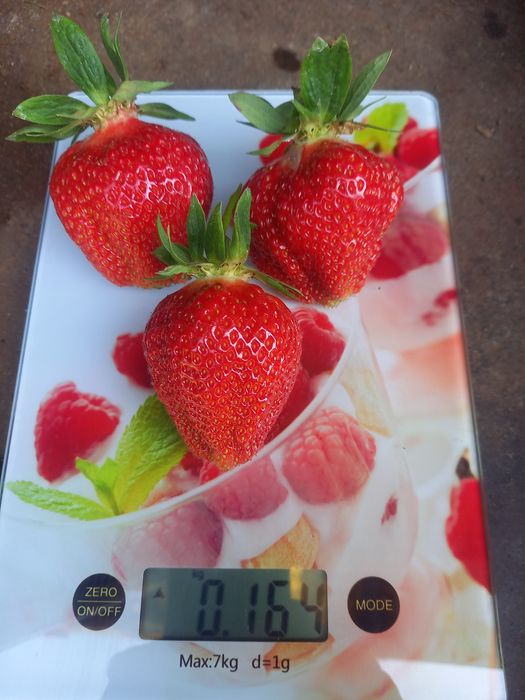 ПРОДАЖБА НА РАЗСАД – БОРОВИНКИ И ЯГОДИ,  Малки боровинки- изгодно