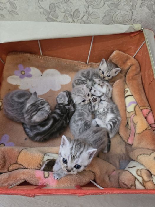 Шотландские котята