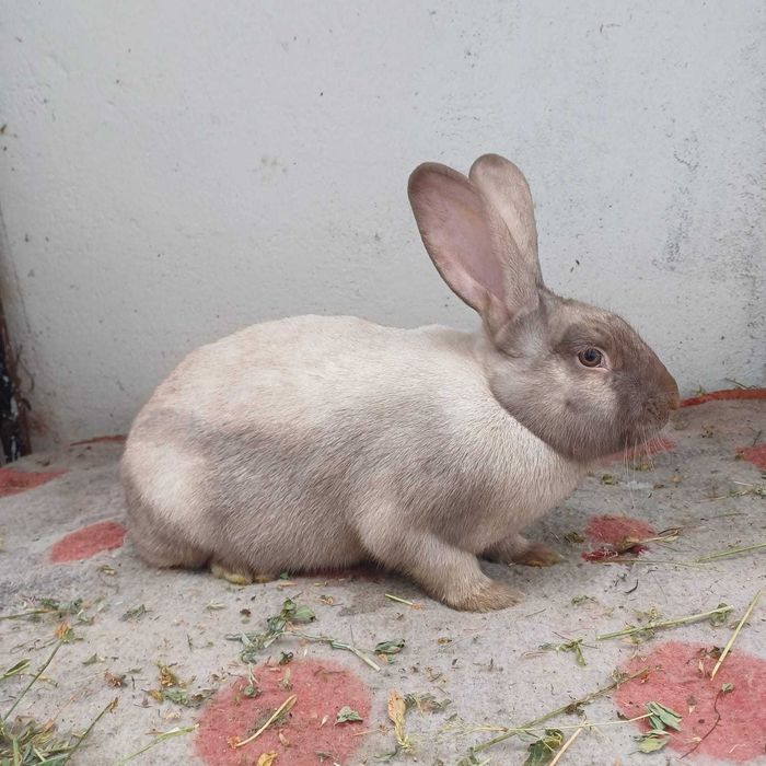 Vând iepuri secuiesc și hycole francez