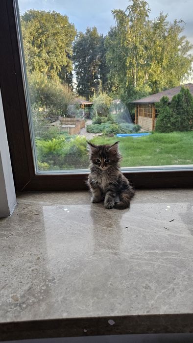 Мейнкуны полидакты на бронь