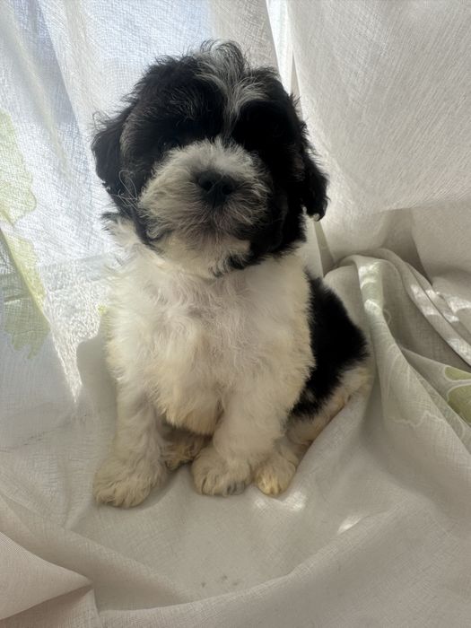 2 месяца тойпудель