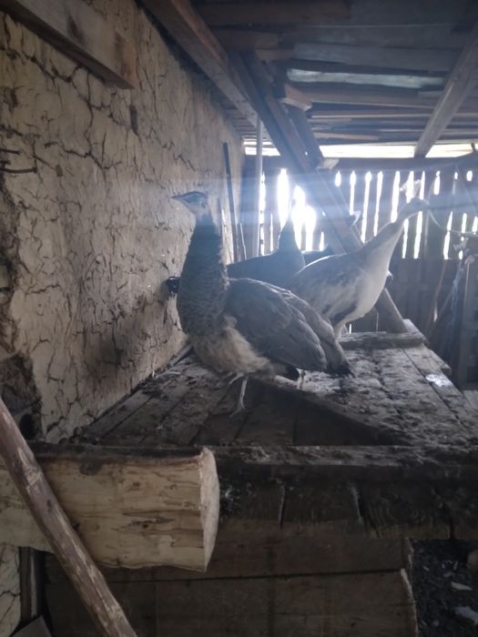 Pauni comuni și cu umăr negru maturi