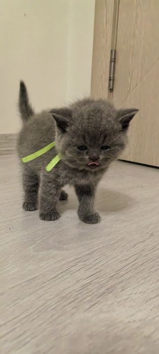 Британска Късокосместа