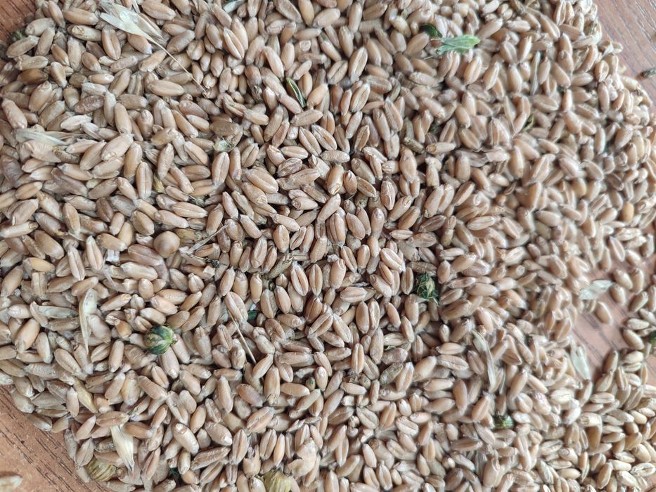 Пшеница только оптом 105тг