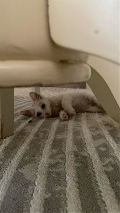 отдам бесплатно в хорошие руки