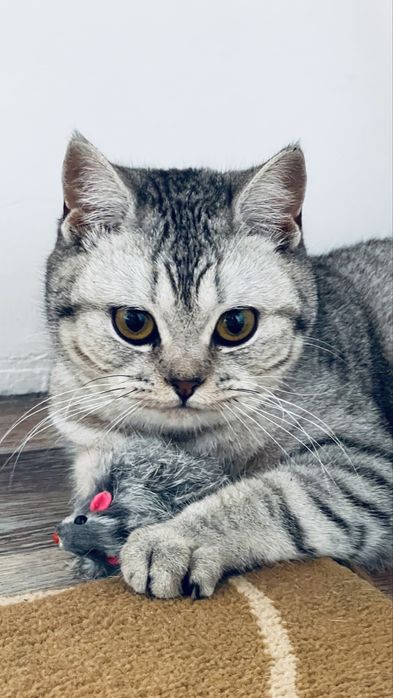 Мысык британка 8 айлык