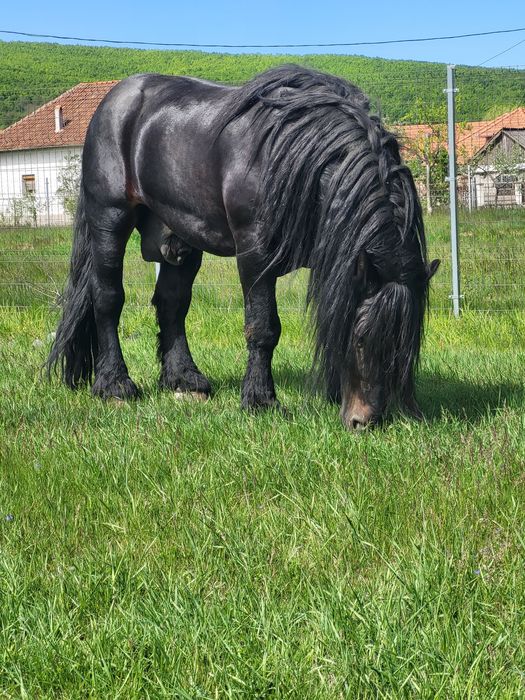 Armasar greu 7 ani de vanzare