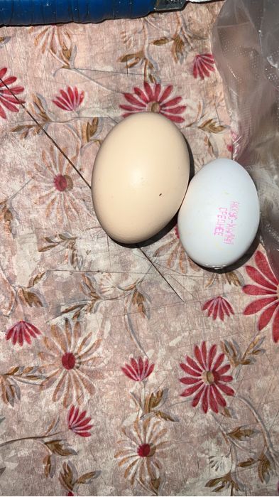 Инкубаторские яйца Арпинктон