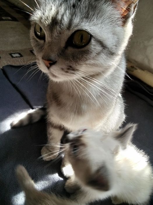 Продам котят  1000