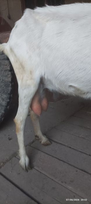 Echki sotiladi suti bor