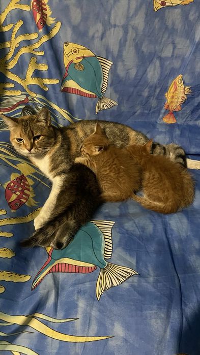 Котята крысоловы бесплатно Каскелен