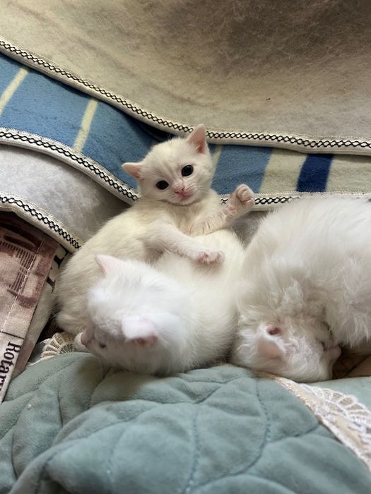 Отдам котенков в хорошие руки